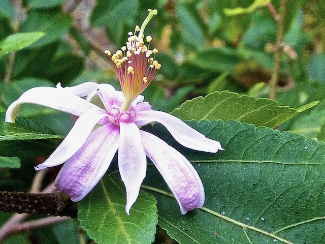 Grewioideae